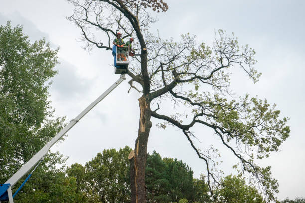 Best Tree Care Services  in Clinton, AR